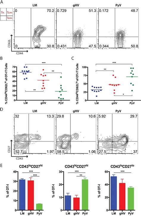 Pathogen Stimulation History Impacts DonorSpecific CD8 T Cell