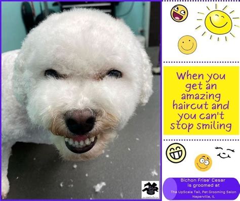 Pin on Bichon Frise Grooming | Pet grooming salon, Pet grooming, Grooming salon