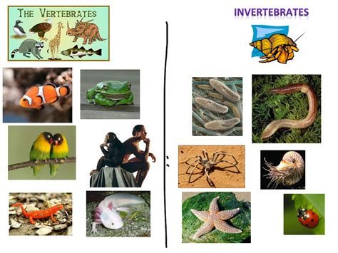 Vertebrates And Invertebrates Science Showme