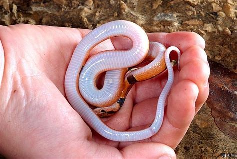 Snakes Of Taiwan Oreocryptophis Porphyracea Kawakamii Red Bamboo