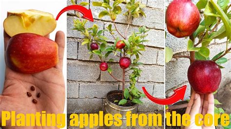 How To Grow An Apple Tree From Seed An Easy Step By Step Process