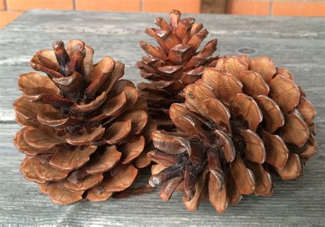 Large Pine Cones Pine Cones Natural Wreath Supplies Etsy