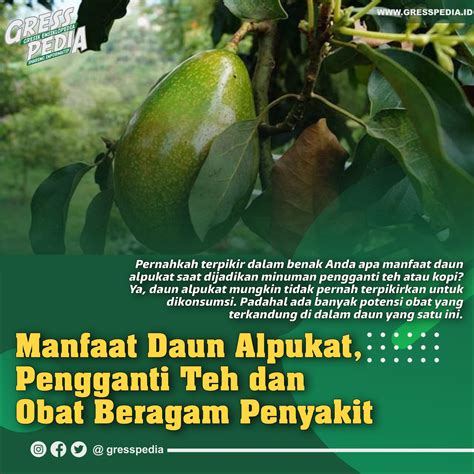 Manfaat Daun Alpukat Pengganti Teh Dan Obat Beragam Penyakit