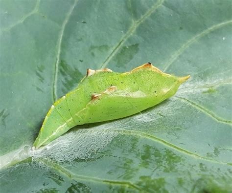 The family Pieridae in Crete, Greece - butterfliesofcrete.com