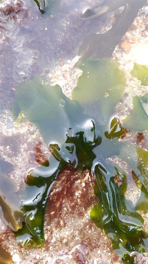 Sea Lettuce Seaweed Ulva Lactuca Identification