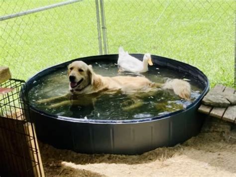 Dive Into Fun: The 5 Best Dog Swimming Pools for Your Furry Friend!