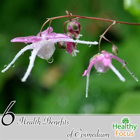 6 Health Benefits of Epimedium - Healthy Focus