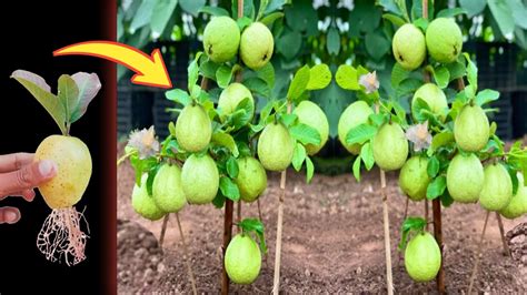 How To Grow Guava Tree From Cuttings Growing Guava Tree From Fruit Youtube