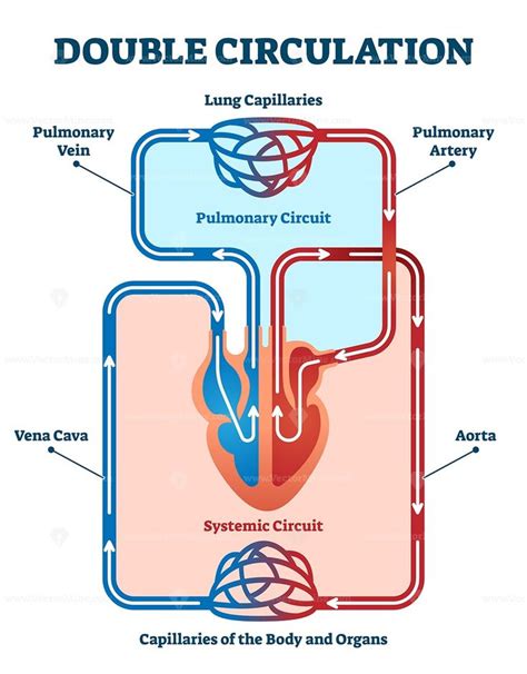 Double Circulation Vector Illustration Sistema Cardiovascular