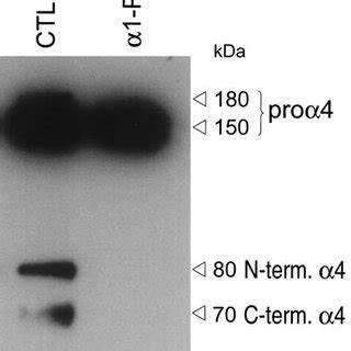 Inhibition of α4 processing by α1 PDX Stably transfected Jurkat cells