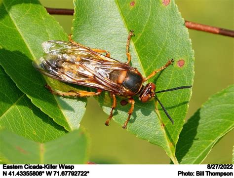 Eastern Cicada Killer Wasp Eastern Cicada Killer Wasp Phot Flickr