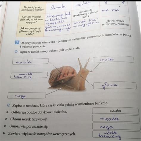 Na Teraz Osoba 1 Dostaje Naj Brainly Pl