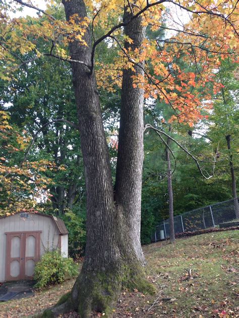 Sweet Gum Tree