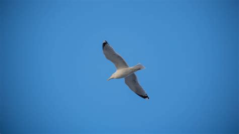 Wallpaper Sea Sky Blue Germany Flight Bird Himmel Hav