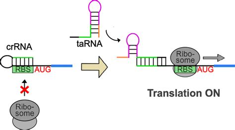 Operation Mode Of A Trans Acting Translational On Riboregulator