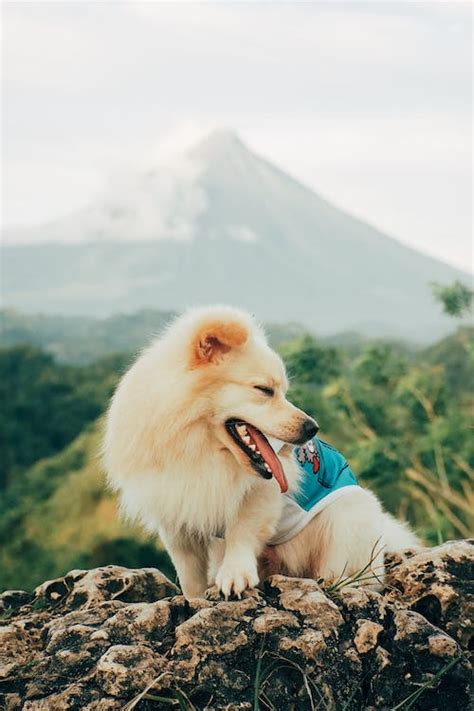dog   mountain   background  stock photo