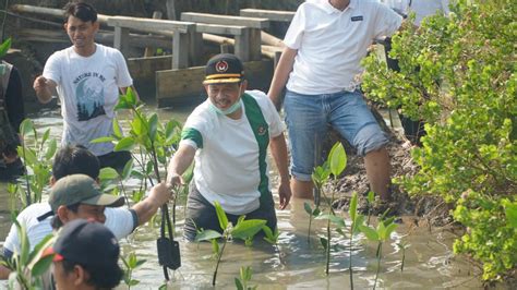 Hari Lingkungan Hidup Sedunia Kemenko Pmk Tanam Ribu Mangrove