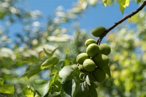 Comment planter un abricotier les étapes clés pour une plantation