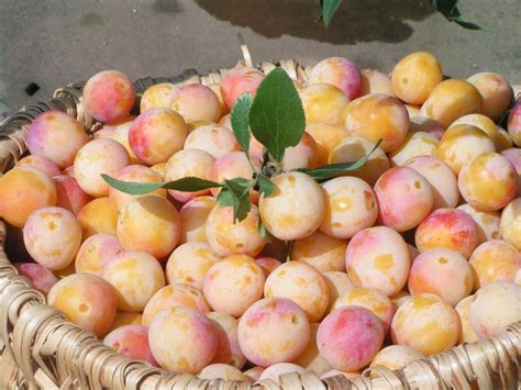 C Est La Saison De La Cueillette Des Mirabelles