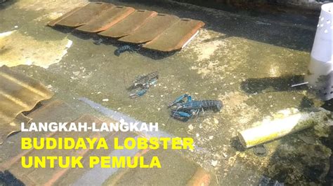 Langkah Langkah Memulai Budidaya Lobster Air Tawar Untuk Pemula