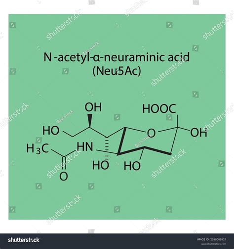 Molecular Structure Diagram Acid Neu Ac Sialic Stock Vector Royalty