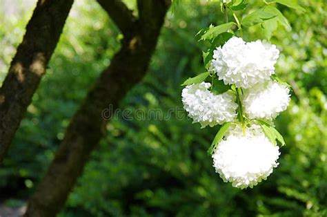 Flowers from Heaven stock photo. Image of garden, beach - 125501210