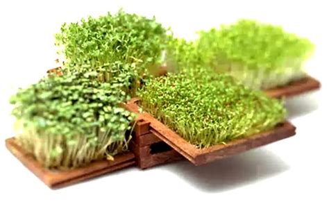 пряные травы | Miniature garden, Miniature zen garden, Mini garden