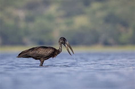 Canon Eos R6 Mark Ii For Wildlife Photography Review