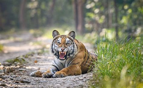 Nepal Return Of The Tigers Brings Both Joy And Fear Bbc News