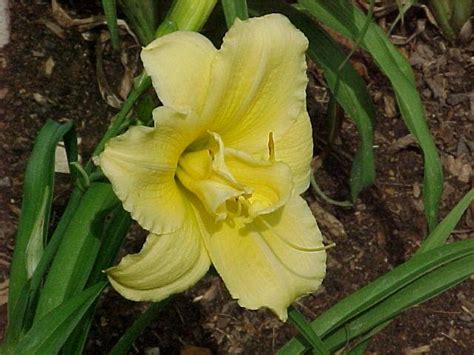 Daylily Hemerocallis Lake Norman Winter In The Daylilies Database