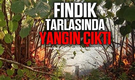 Fındık tarlasında çıkan yangın korkuttu Zonguldak Zonguldak