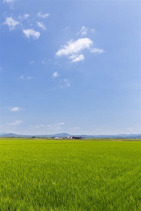 5K free download | Field, grass, houses, landscape, nature, minimalism ...