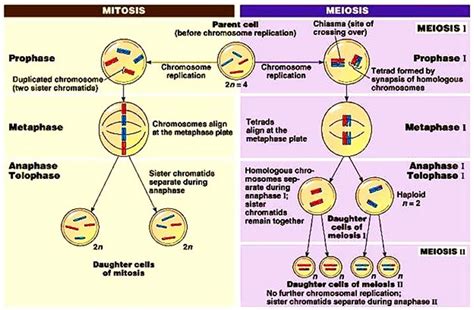 Apa Perbedaan Mitosis Dan Meiosis Yuk Penjelasannya Hot Sex Picture