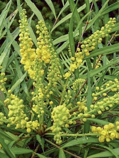 Mahonie Feuilles De Houx Sweet Winter Mahonia Eurybracteata