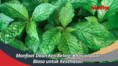 Manfaat Daun Kratom Untuk Kesehatan Dan Efek Sampingnya Biotifor