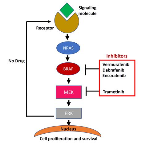 Overview of oncogenic pathways in melanoma and possibilities for... | Download Scientific Diagram