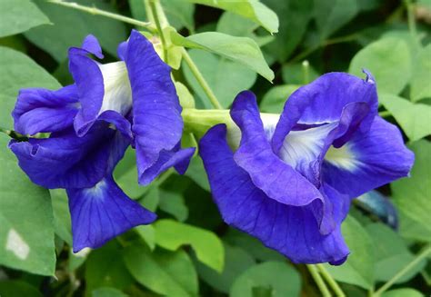 Clitoria Ternatea Var Pleniflora Blue Double Double Blue Butterfly