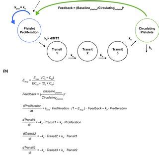 A Graphical Representation Of The Final Semimechanistic Pk Pd Model