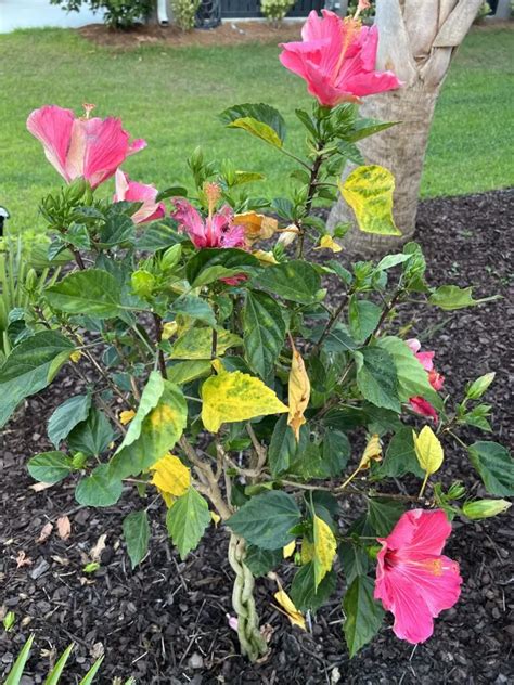 Hibiscus Leaves Turning Yellow Top Causes And Remedies