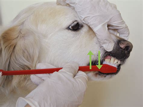 How To Diagnose Canine Periodontal Disease 10 Steps