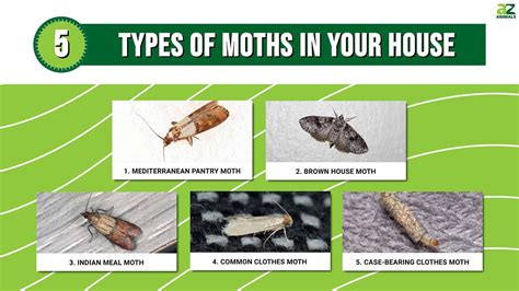 5 Types Of Moths In Your House Identification And Removal Tips A Z