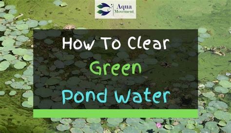 6 Ways On How To Clear Green Pond Water Aqua Movement