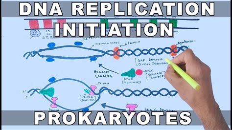 Dna Replication In Prokaryotes Initiation Youtube