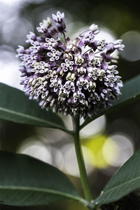 identifying milkweed - MilkweedWatch