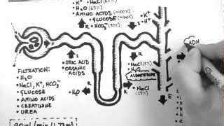 How To Draw Structure Of Nephron Class Nephron Diag Doovi The