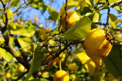 HOJAS AMARILLAS en el LIMONERO causas y cómo salvarlo Guía práctica