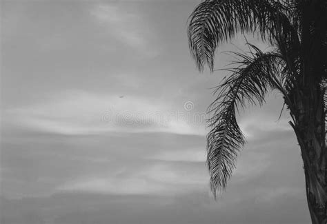 Landscape With Palm Trees Sunset Silhouette Egypt Stock Photo