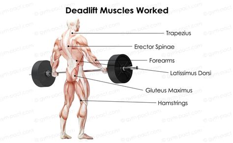 Romanian Deadlift Vs Deadlift: Which Version Is Better?