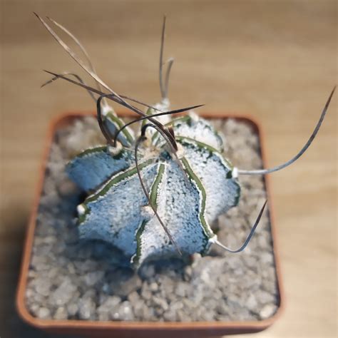 Astrophytum Capricorne V Niveum Cactus Shop