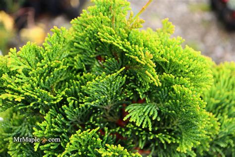 Buy Chamaecyparis Obtusa Aurora Aurora Hinoki Cypress — Mr Maple